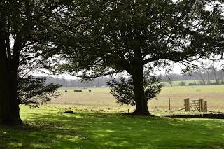 A visit to Croome to see the snowdrops