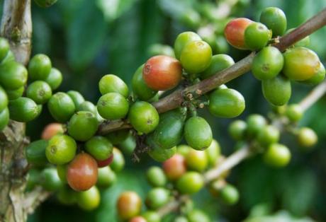 Colombia Coffee Production