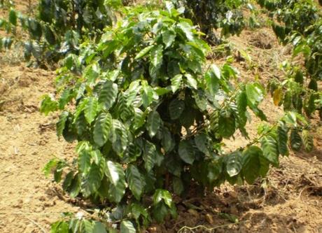 Vietnam Coffee Production