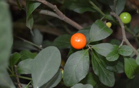 Mexico Coffee Production