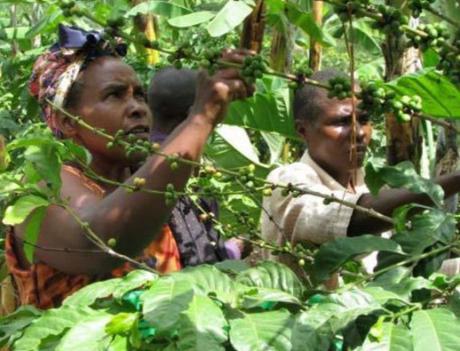 Uganda Coffee Production
