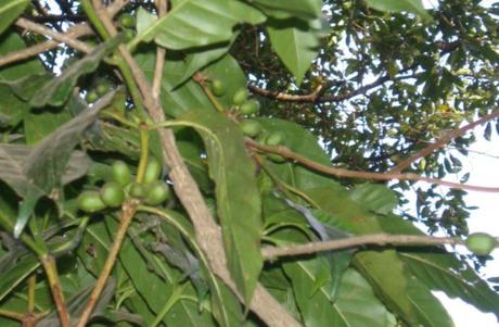 Ethiopia Coffee Production