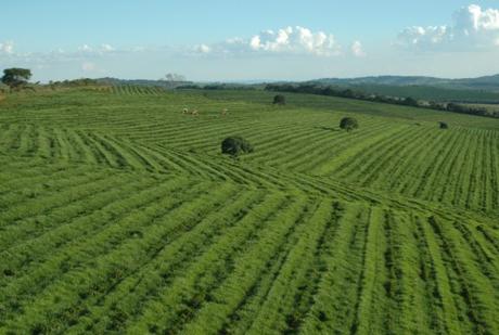 Brazil Coffee Production