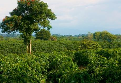Honduras Coffee Production