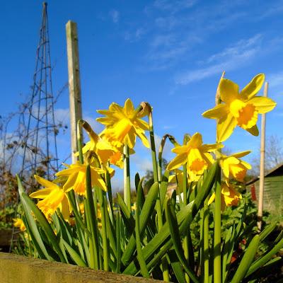 An Allotment Reunion