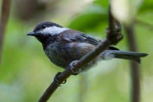 Forest Park: Portland’s Free Urban Nature Sanctuary