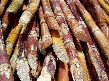 Sugar Plantation Colombia