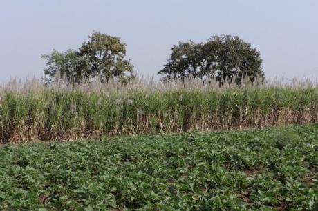 Sugar Plantation India