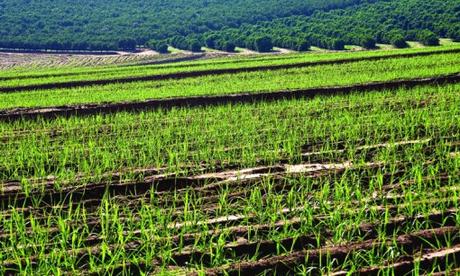 Sugar Plantation France