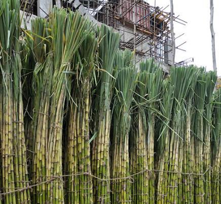 Sugar Plantation China