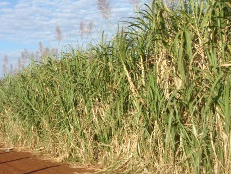 Sugar Plantation Brazil