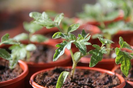 Tips For Potting On Tomatoes