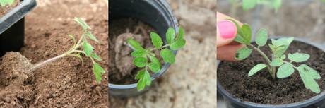 Tips For Potting On Tomatoes