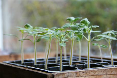 Tips For Potting On Tomatoes