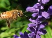 Making Bee-line Salvias