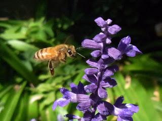Making a bee-line for salvias