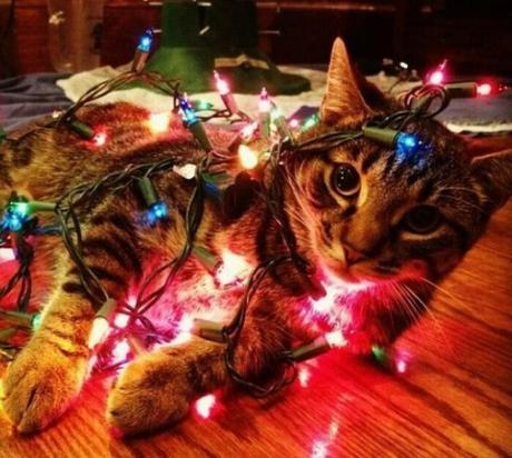 Cat Tangled Up in String Lights