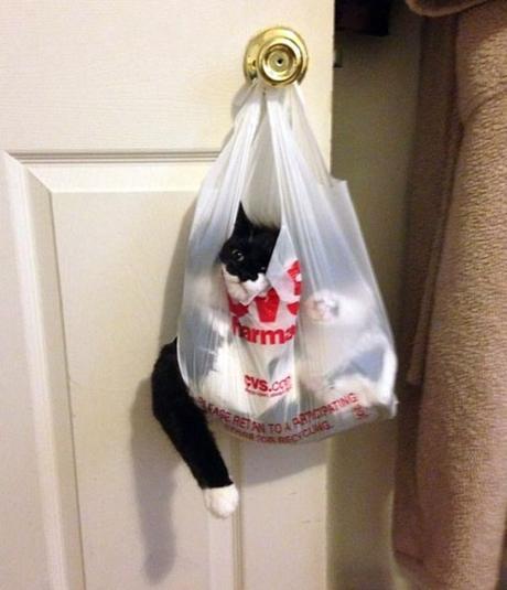 Cat Tangled Up in a Bag of Socks