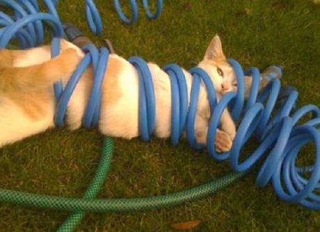 Top 10 Tangled Up Cats Who Need a Helping Hand