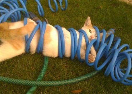 Cat Tangled Up in a Garden Hose
