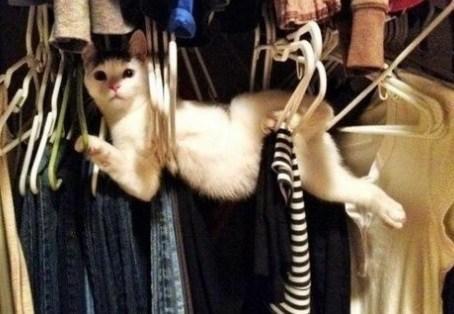 Cat Tangled Up in Clothes Hangers