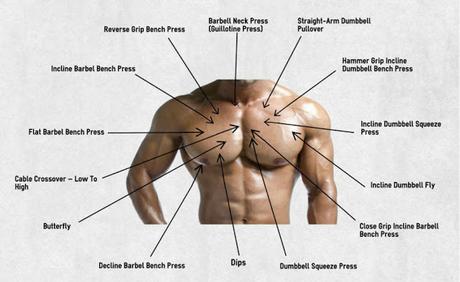 Pectoral Exercises