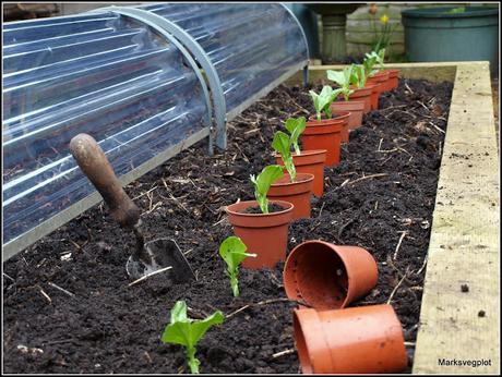 Planting Broad Beans