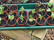 Planting Broad Beans