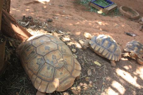 DAILY PHOTO: Turtles of Dusit Zoo