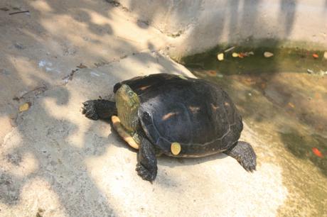 DAILY PHOTO: Turtles of Dusit Zoo