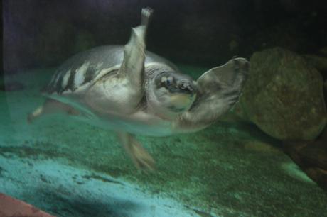 DAILY PHOTO: Turtles of Dusit Zoo