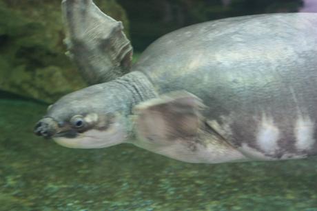 DAILY PHOTO: Turtles of Dusit Zoo