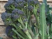 Harvest Monday March 2017