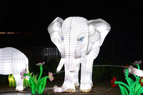 A Visit to China Light Zoo Antwerp