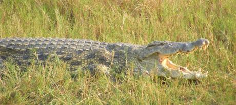 Nile Crocodile, Bottom of the Falls, Murchison