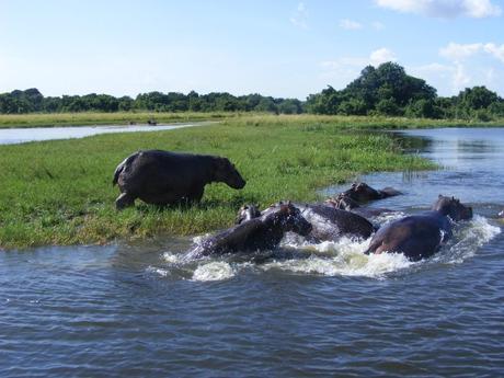 Pod of hippo, River Nile Murchison Falls