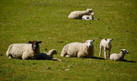 LAMBING SEASON UNDERWAY – HOLD TIGHTLY TREAD LIGHTLY!