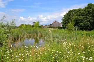 Evidence sought to make wetlands the number one solution