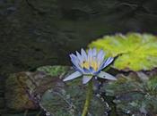 Water Lily