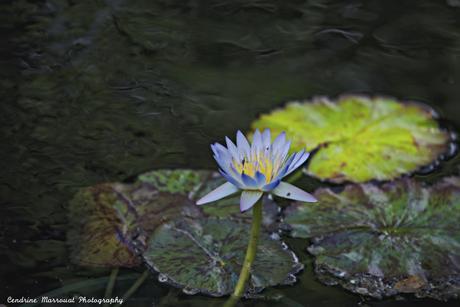 The water lily (3)