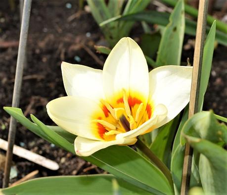 Garden Bloggers Bloom Day – March 2017