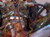 Sydney Seafood Store Convicted Animal Cruelty Inhumane Treatment Lobsters
