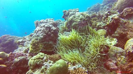 Maribago Bluewaters In House Reef