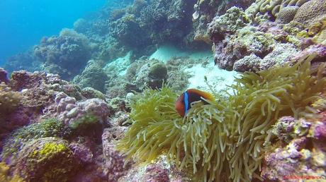 Clownfish and Anemone