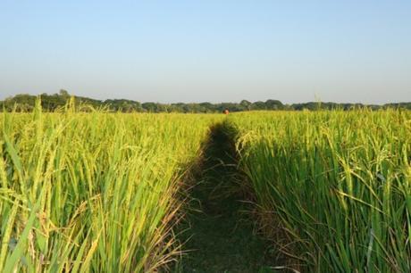 Bangladesh Rice Production