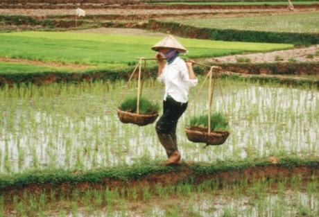 Vietnam Rice Production