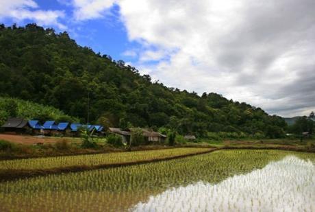 Thailand Rice Production