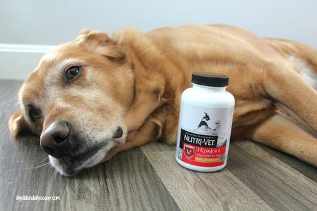 helping your dog with hip dysplasia and arthritis with Nutri-Vet supplement