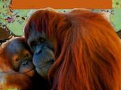 Biomimicry Young Children Inspired Endangered Orangutangs