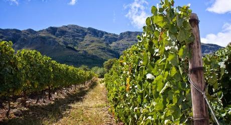 Tales of the Great Grape: It’s Wine Tour Time!